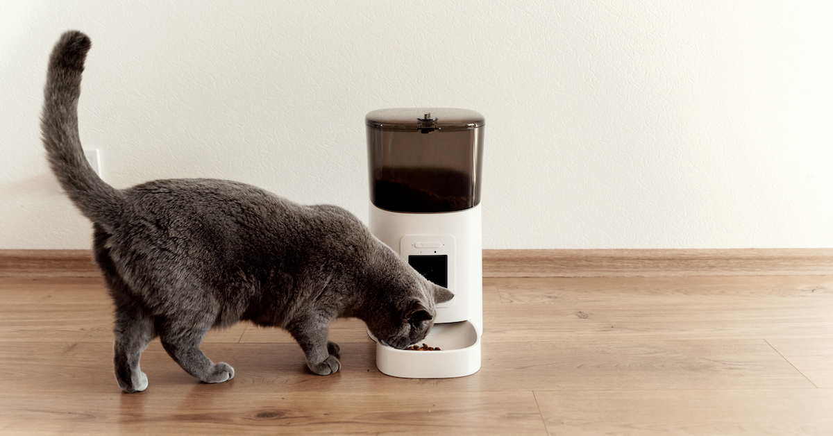 Should I Buy an Automatic Pet Feeder?
